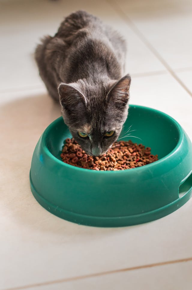 Cat Foodssss